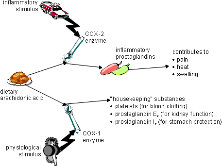 The cyclooxygenase pathway